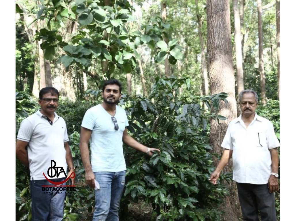 India Plantation AA Little Flower 2025 pestitele